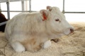 Поголовье скота мясных пород на Кубани выросло в 3 раза благодаря господдержке 