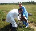 В Краснодарском крае ударными темпами продолжается вакцинация животных против ящура