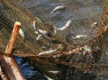 В Краснодарском крае  определены границы 69 рыбоводных участков.