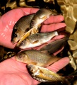 Производство рыбы на Кубани растет.