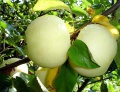 На Кубани собирают яблоки, сливу, вишню, черешню, персики и алычу