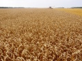 Уборка зерна на Кубани набирает обороты.