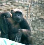 обезьяны Сафари-парка г.Геленджик