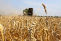 Собран второй миллион тонн пшеницы урожая 2013 года 