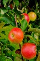 В Белореченске появятся 7 яблоневых аллей Русского географического общества.