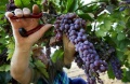 В Геленджике встретились садоводы и виноградари