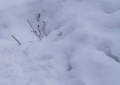 В Сочи  заготовят снега на 250 миллионов рублей
