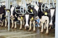 Производство молока на «Кубани» соответствует требованиям Евросоюза