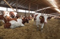 В Краснодарском крае появятся 10 семейных ферм