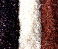 Кубанские ученые создали эксклюзивные сорта риса